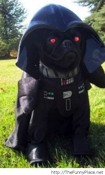 Dog With Darth Vader Costume Funny Halloween Animal Image