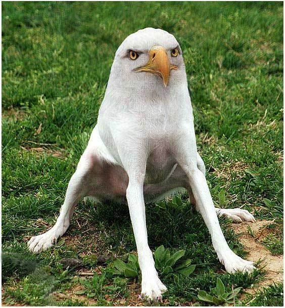 Dog With Eagle Face Funny Photoshopped Picture