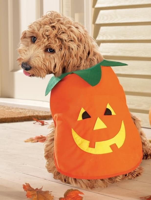 Dog With Halloween Pumpkin Costume Funny Photo