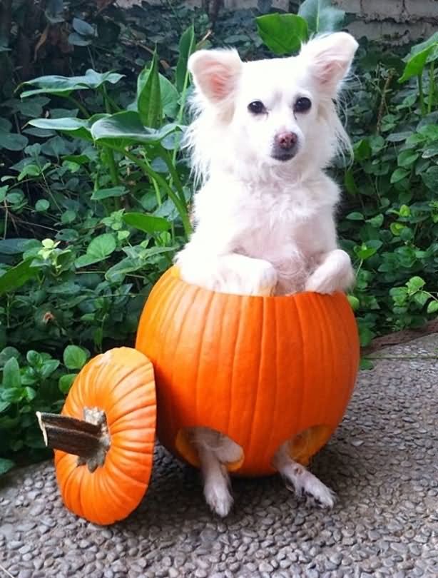 Dog With Halloween Pumpkin Funny Animal Image