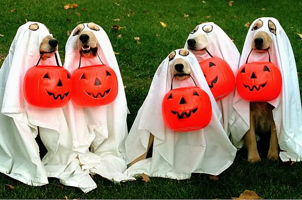 Dogs With Halloween Pumpkins Funny Picture