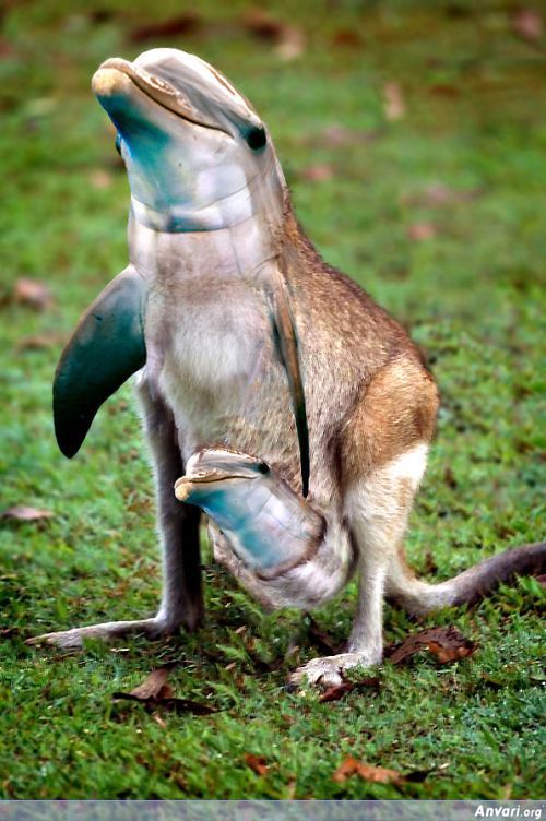 Dolphin Face Kangaroo Funny Photoshop Image
