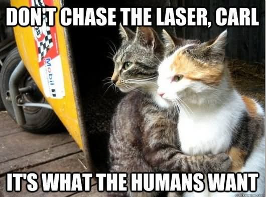 Don’t Chase The Laser Carl It’s What The Humans Want Funny Cat Meme Picture