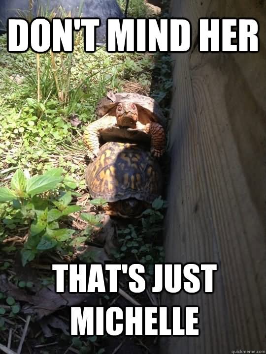 Don’t Mind Here That’s Just Michelle Funny Tortoise Meme Image