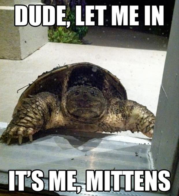 Dude Let Me In It's Me Mittens Funny Tortoise Meme Image