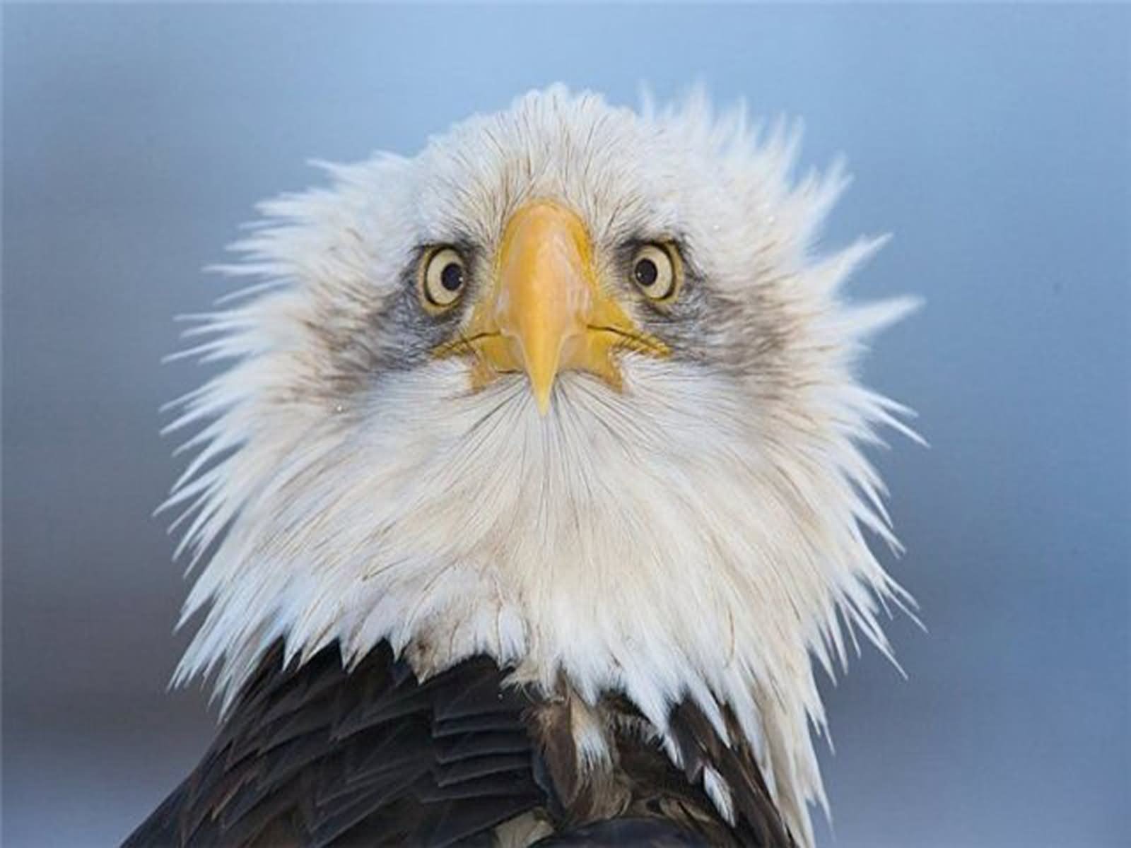 Eagle Sad Face Funny Bird Picture