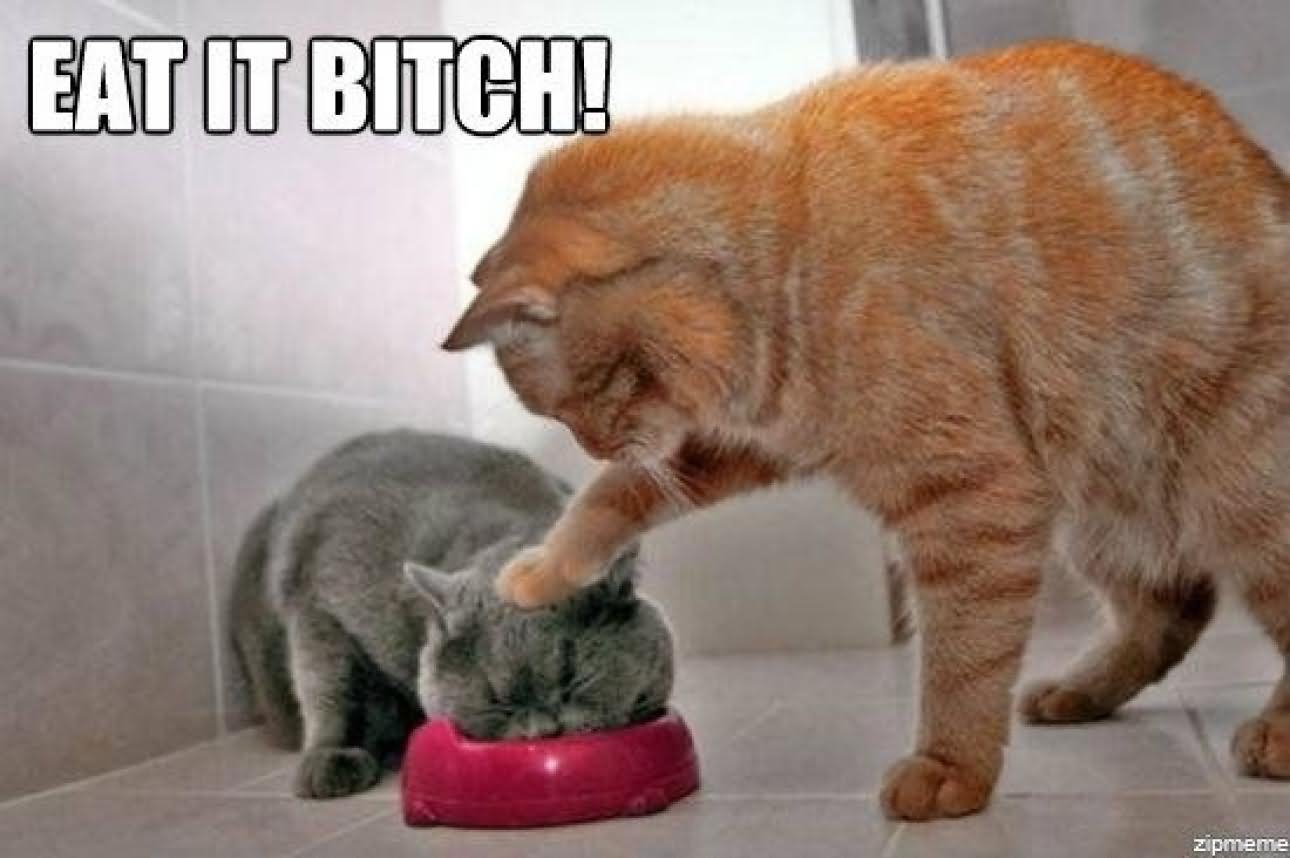 Eat It Bitch Funny Cat Meme Picture For Facebook