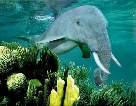Elephant Dolphin Photoshopped Funny Picture