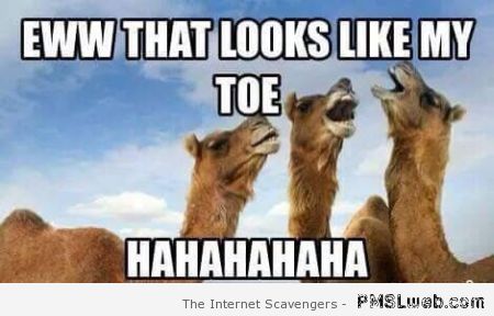 Eww That Looks Like My Toe Funny Camel Meme Image