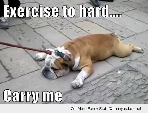 Exercise To Hard Carry Me Funny Dog Image