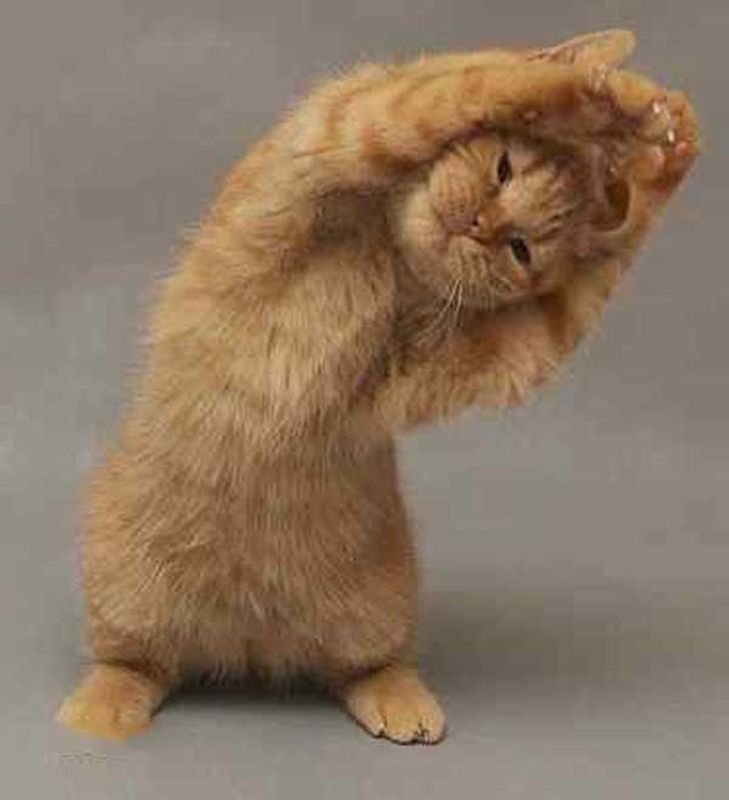 Exercising Cat Funny Image