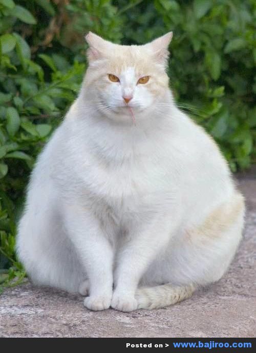 Fat Cat Funny Looking Picture