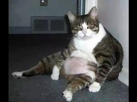 Fat Cat Looking Funny Picture