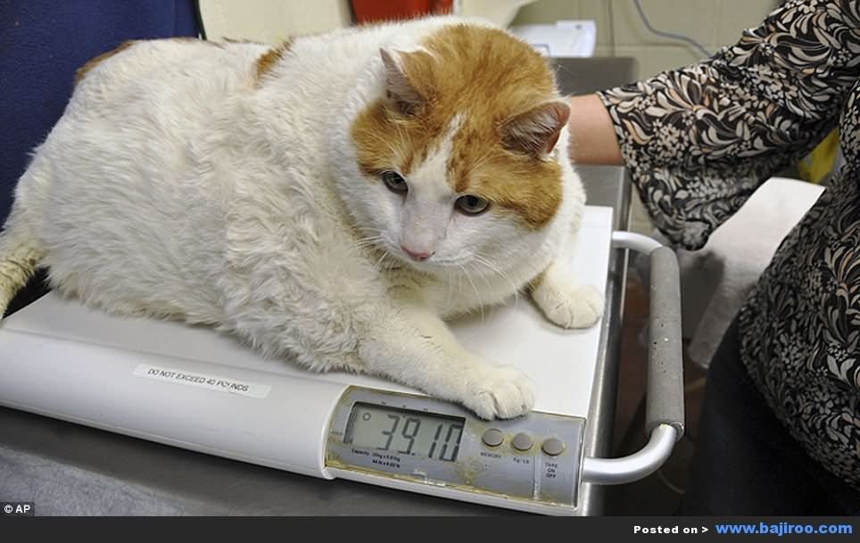 Fat Cat On Weight Machine Funny Photo For Whatsapp