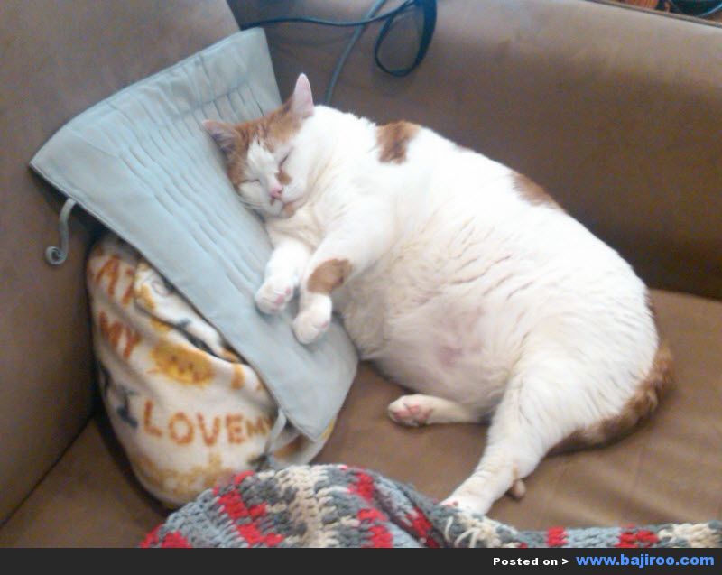 Fat Cat Sleeping On Sofa Funny Photo