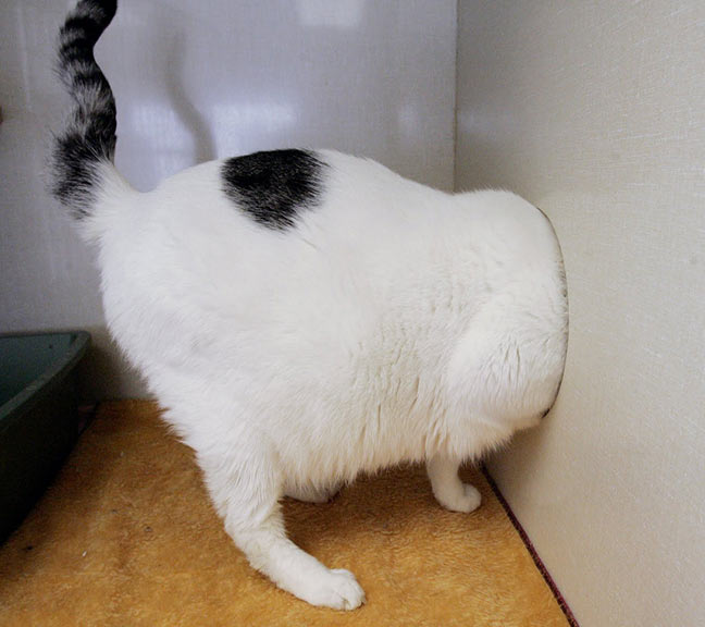 Fat Cat Trying To Cross Wall Funny Image