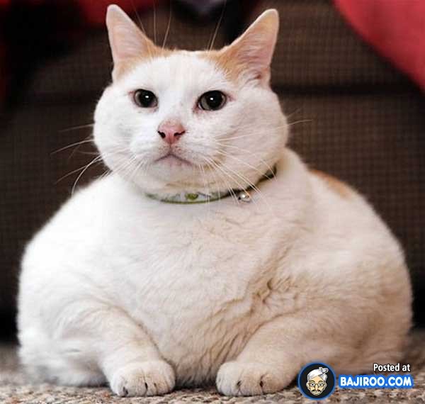 Fat Cat With Sad Face Funny Picture