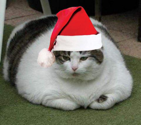 Fat Cat With Santa Cap Funny Picture