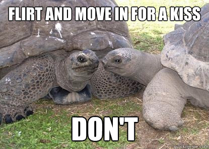 Flirt And Move In For A Kiss Don't Funny Tortoise Meme Photo