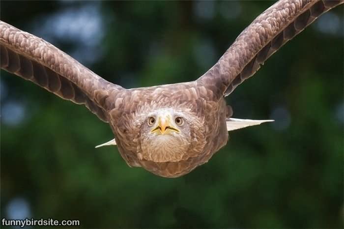 Flying Bird Funny Face Photo