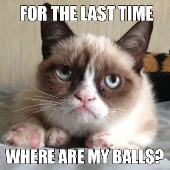 For The Time Where Are My Balls Funny Cat Meme Image