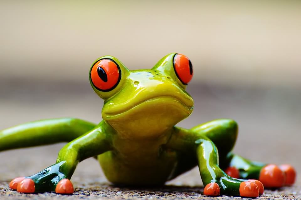 Frog Doing Push Up Exercise Funny Image