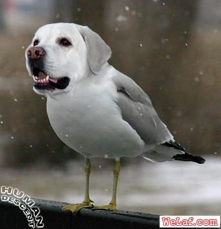 Funny Animated Dog Face Bird Image
