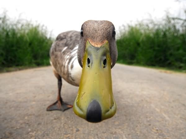 Funny Bird Duck Closeup Face Picture