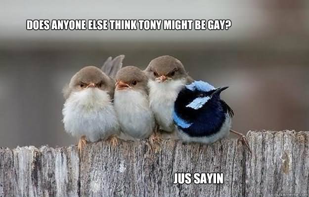 Funny Bird Meme Does Anyone Else Think Tony Might Be Gay Image