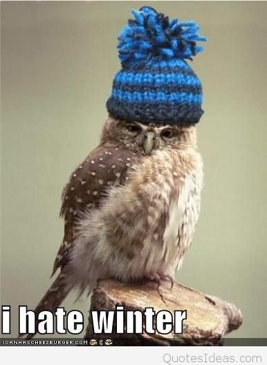Funny Bird Meme I Hate Winter Image For Facebook