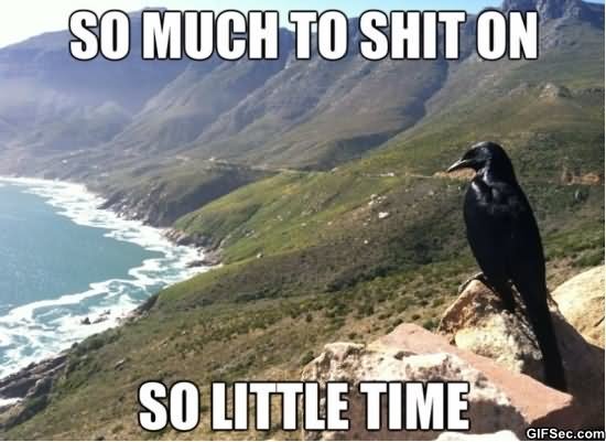 Funny Bird Meme So Much To Shit On Photo
