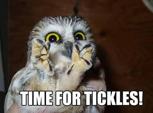Funny Bird Meme Time For Tickles Image