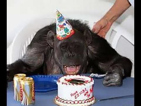 Funny Birthday Animal Chimpanzee Trying To Eat Cake