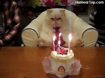 Funny Birthday Animal Gif For Facebook