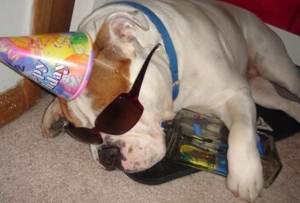 Funny Birthday Drunk Dog Animal Picture For Whatsapp