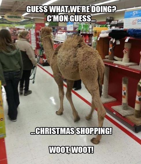 Funny Camel Meme Guess What We Are Doing C’Mon Guess Image