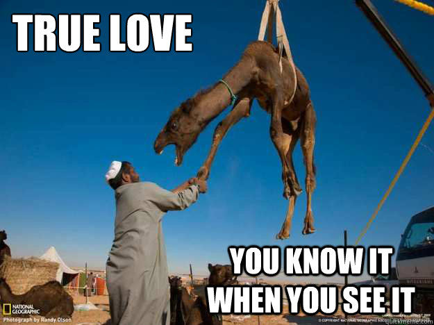 Funny Camel Meme True Love Image