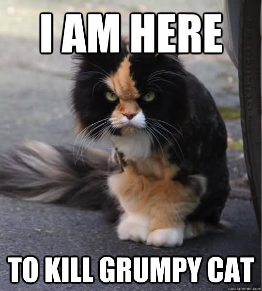Funny Cat Meme I Am Here To Kill Grumpy Cat Image
