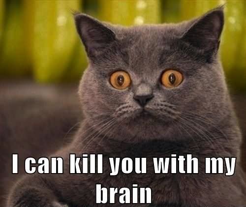 Funny Cat Meme I Can Kill You With My Brain Photo