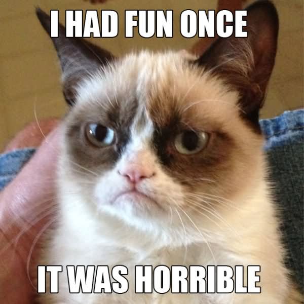 Funny Cat Meme I Had Once It Was Horrible Picture