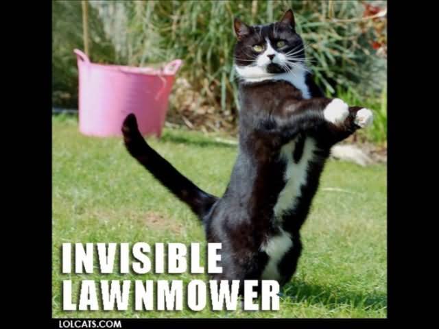 Funny Cat Meme Invisible Lawn Mower Picture For Whatsapp