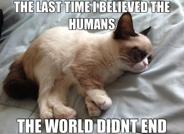 Funny Cat Meme The World Didnt End Picture