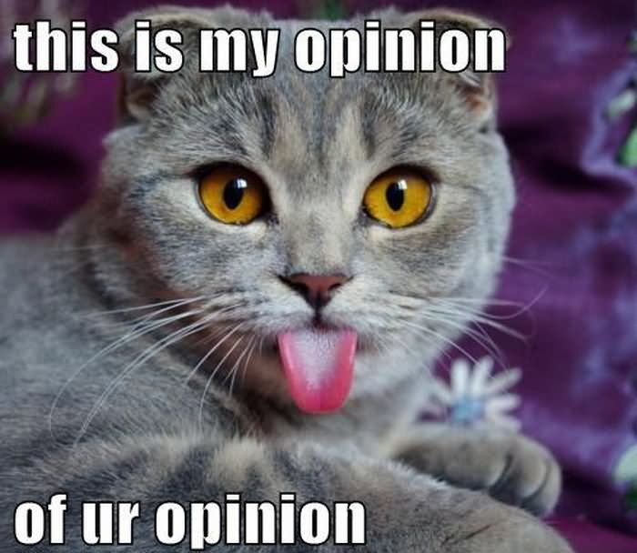 Funny Cat Meme This Is Opinion Of Ur Opinion Image