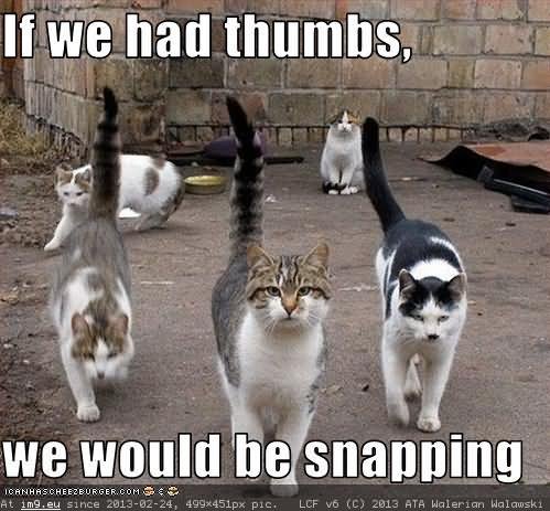 Funny Cats Meme If We Had Thumbs Image