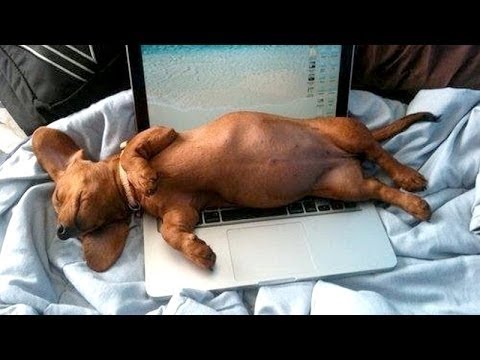 Funny-Dog-Sleeping-On-Lapto-Image.jpg
