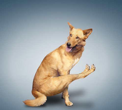 Funny Exercise Dog Image