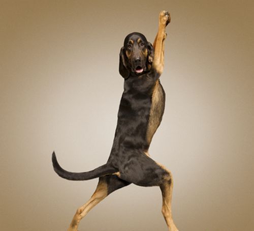Funny Exercise Dog Picture
