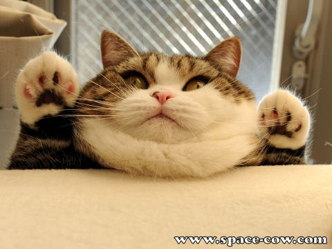 Funny Fat Cat Closeup Face Photo