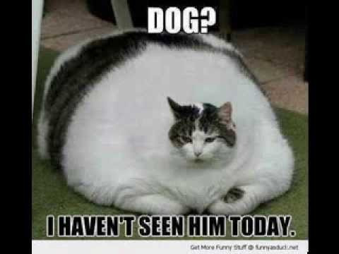 Funny Fat Cat Say I Haven't Seen Him Today Photo