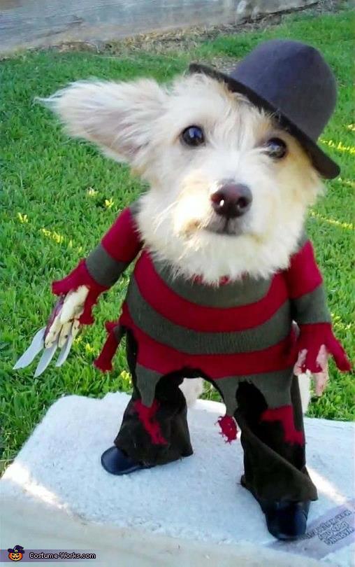 Funny Halloween Animal Dog Photo